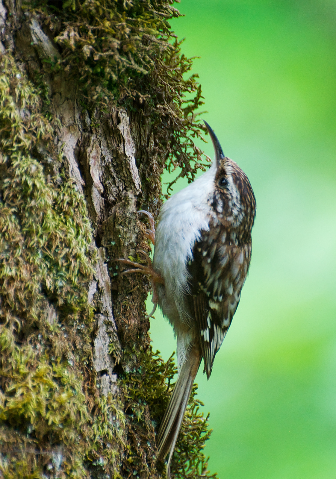 NW Bird Blog Brown Creeper
